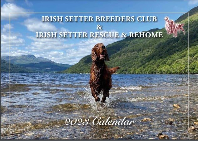 Irish Setter Breeders Club & Irish Setter Rescue & Rehome 2023 Calendar 1
